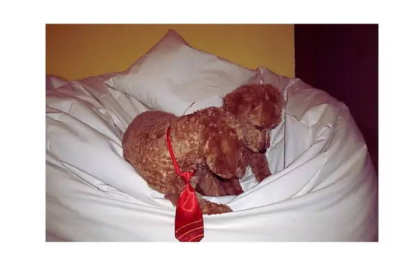 Primeiro Pet