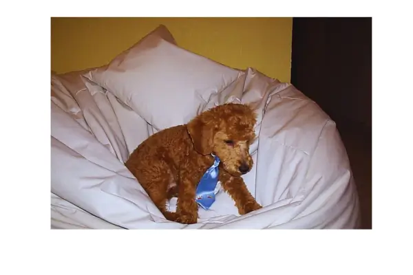 Primeiro Pet