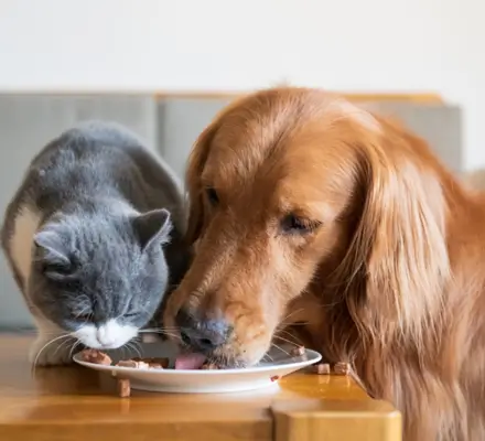 comida para animais de estimação