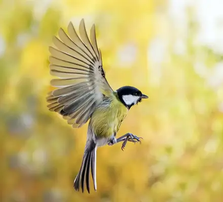 aves