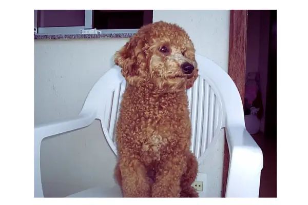 câncer de fígado em cães