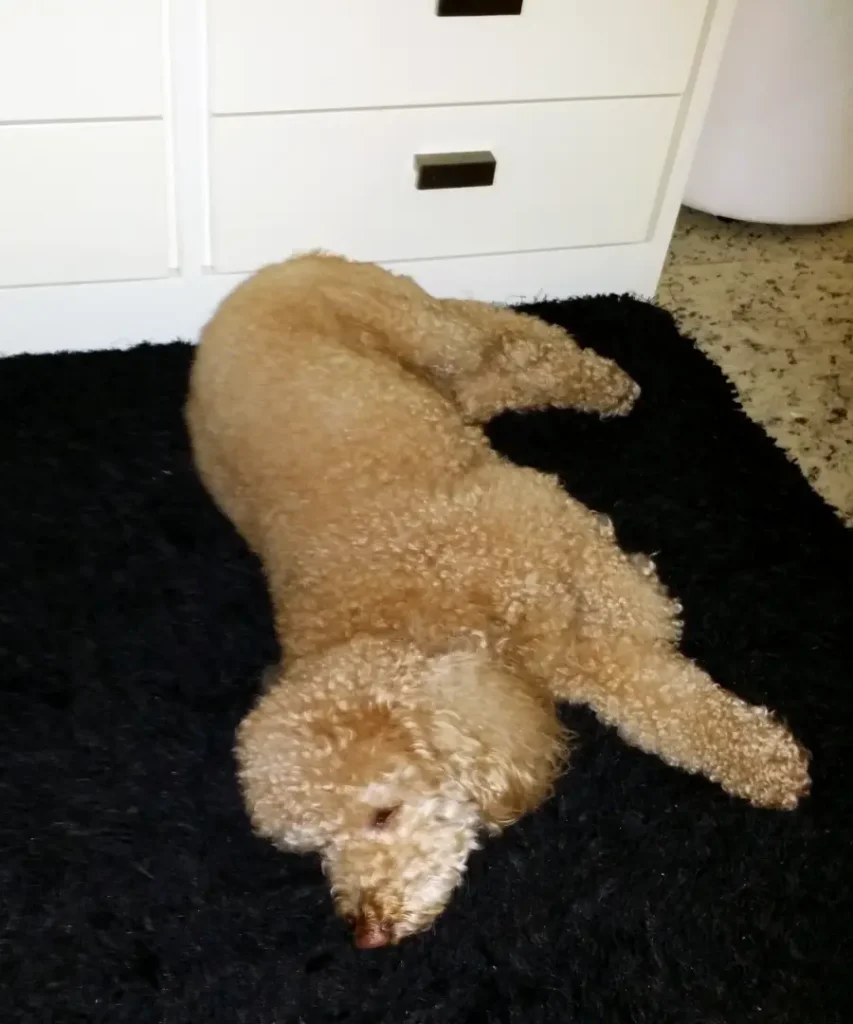 Liver Cancer in Dogs