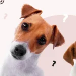 Vermífugo para Cães Banner