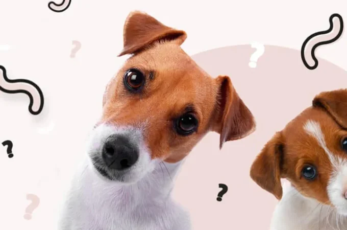 Vermífugo para Cães Banner