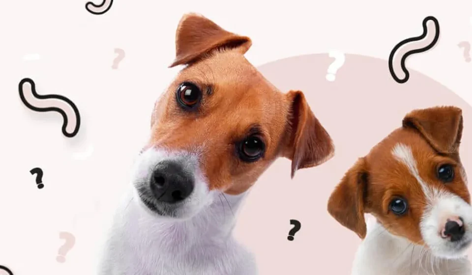 Vermífugo para Cães: Quando e Como Usar Vermífugo para Cães Banner