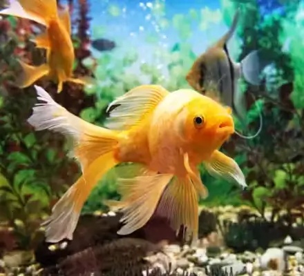 peixes e aquarios