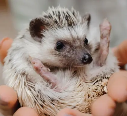 pequenos animais