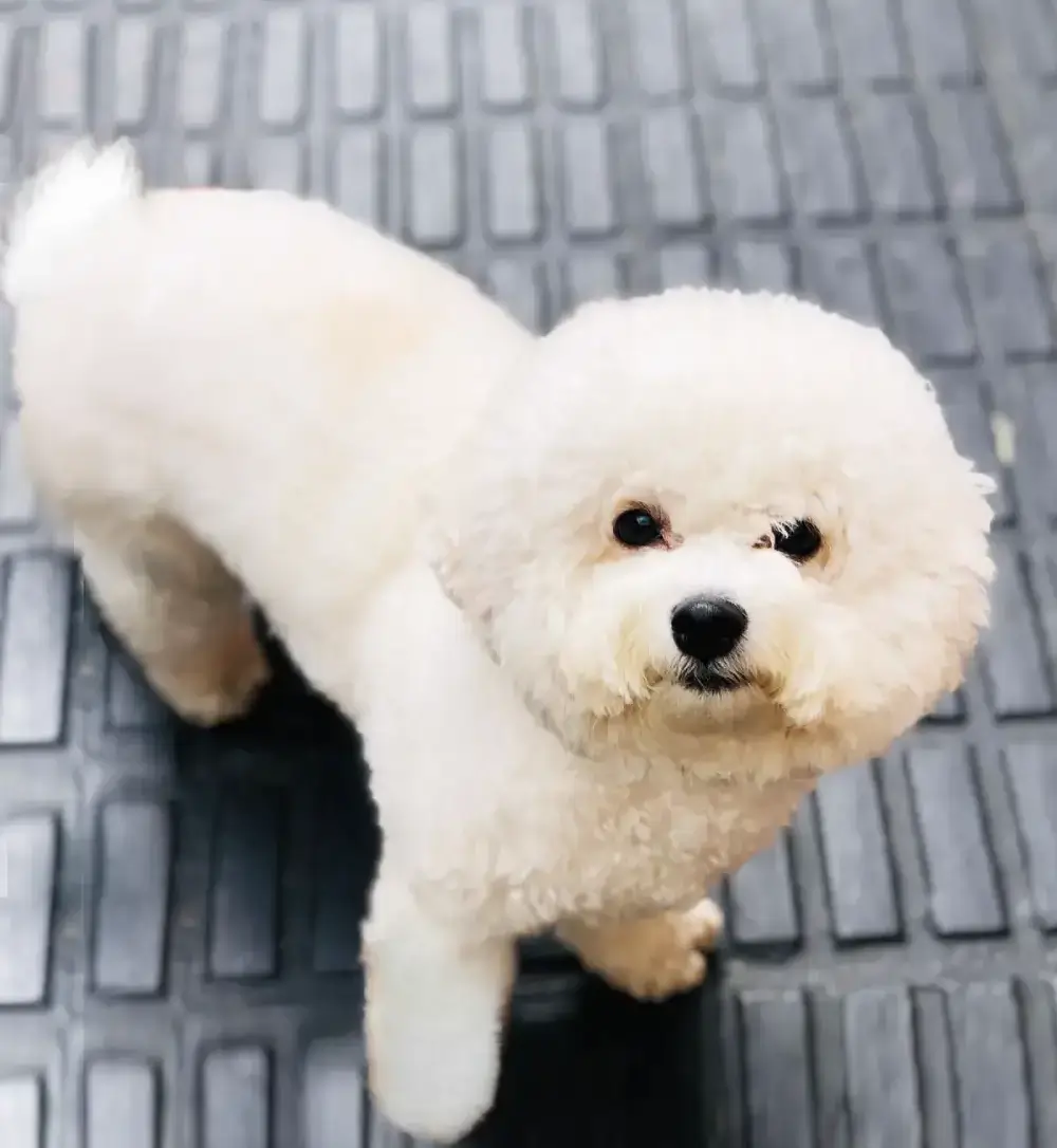 foto de Bob
