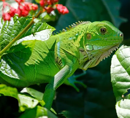 repteis exoticos