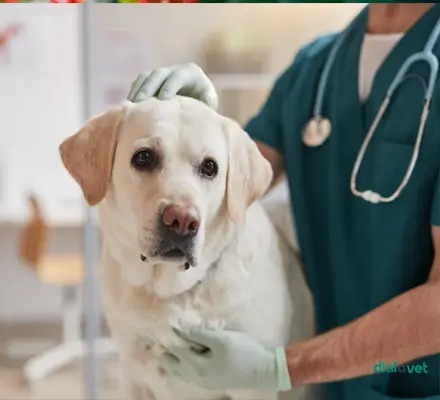 Pet Cuidados com a Saúde