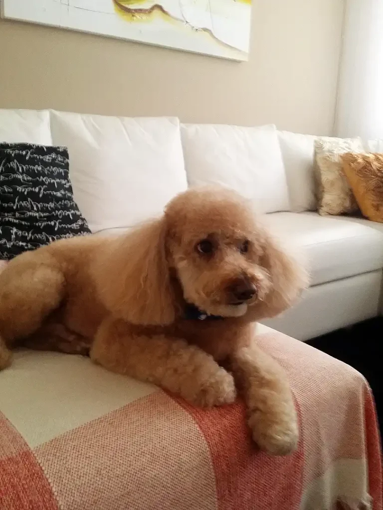 Symptoms of Lever Cancer in Dogs
