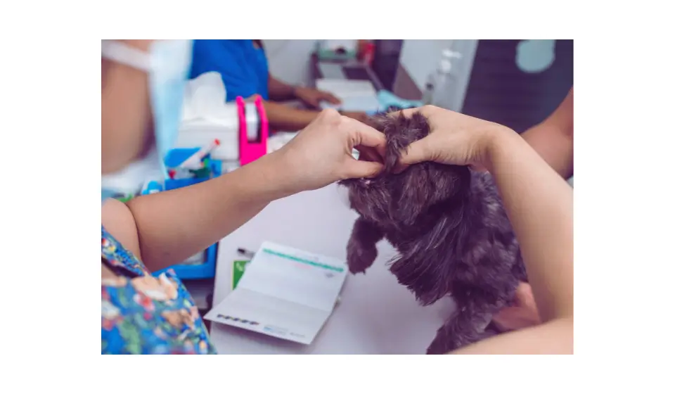 vermifugo em cães
