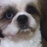 tumor e doença do carrapato em cães