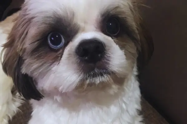 tumor e doença do carrapato em cães