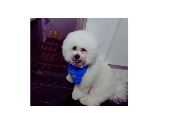 Adestramento de cães