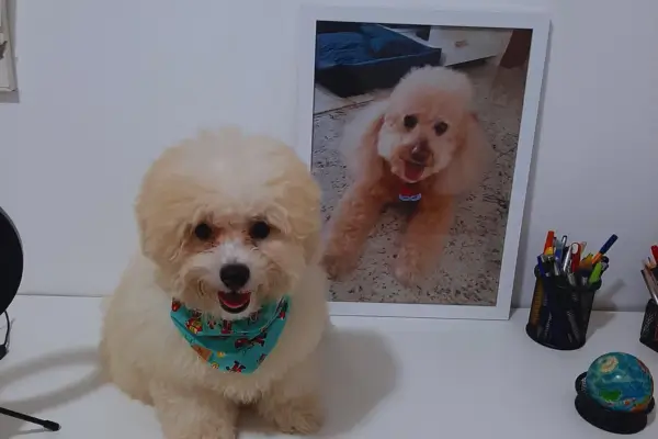 Adestramento de Cães: Lições com o Bob Adestramento de cães - conheça a história do Bob