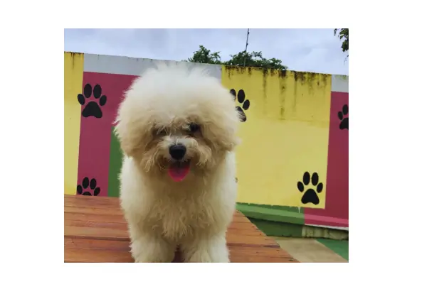 Adestramento de cães