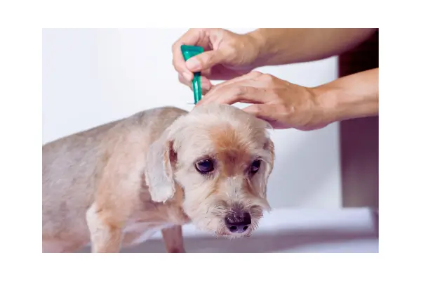 Aplicação de solução antipulgas na pele de um cachorro