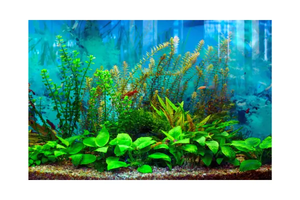 Aquário saudável e enriquecido para bem-estar dos peixes