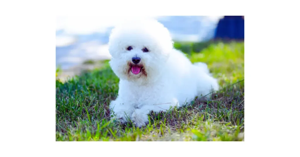 Bichon Frisé idoso