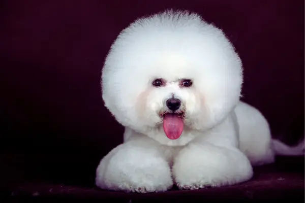 Bichon Frisé