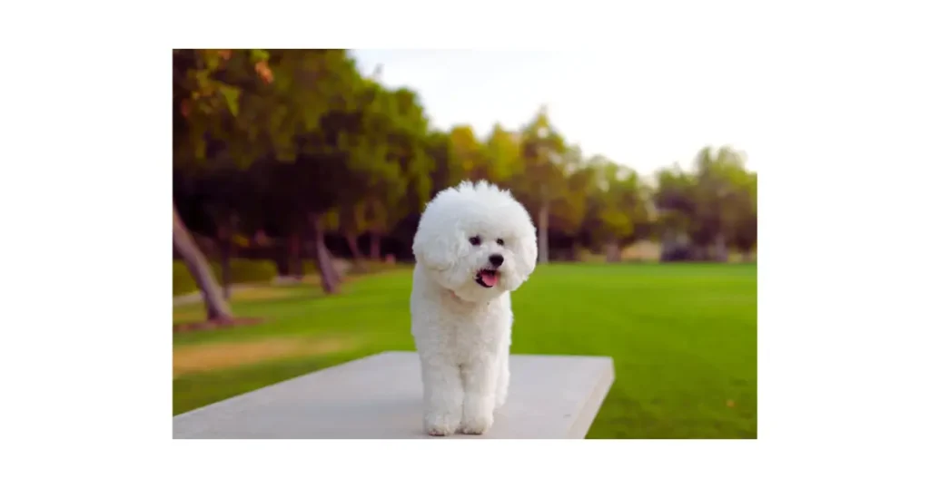 Cão idoso em passeio matinal