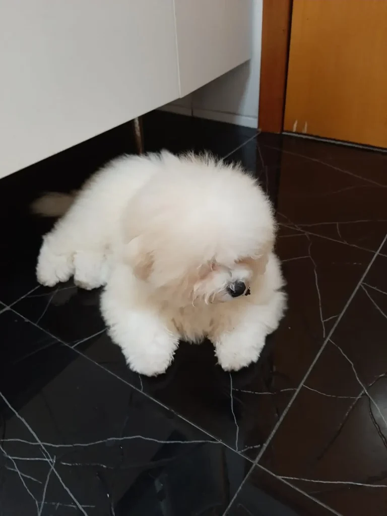 Cachorro mancando - a história do Bob