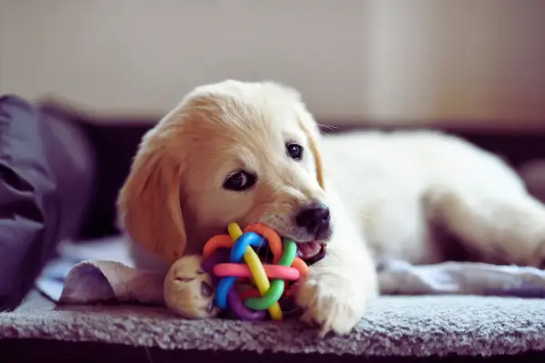 Brinquedos para Cachorro: Como Escolher os Melhores e Seguros brinquedos para cachorro