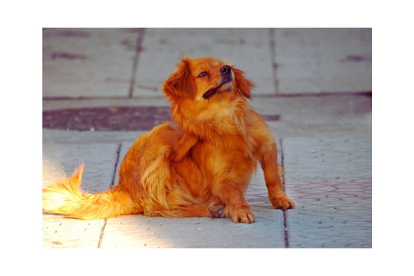 Cachorro com pulga