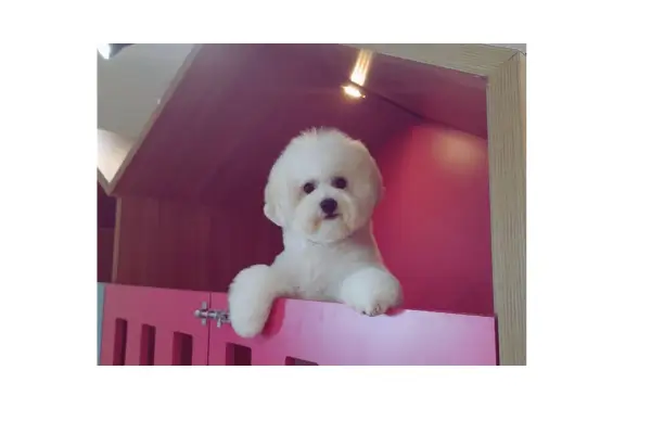 Cachorro mancando