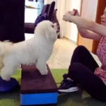Bob, cachorro mancando, em processo de recuperação após cirurgia de ligamento cruzado