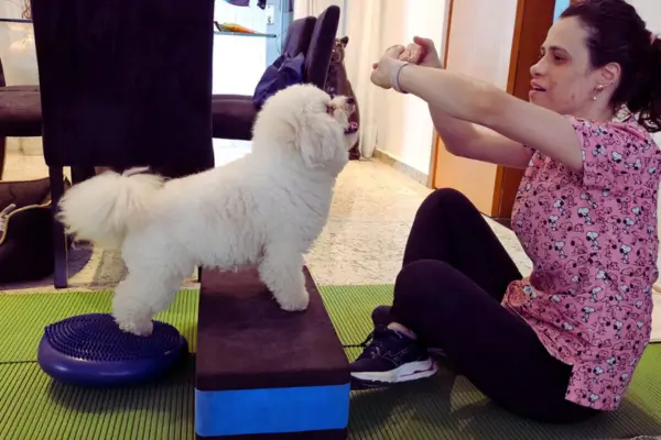 Bob, cachorro mancando, em processo de recuperação após cirurgia de ligamento cruzado