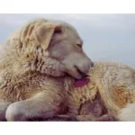 cachorro com pulgas