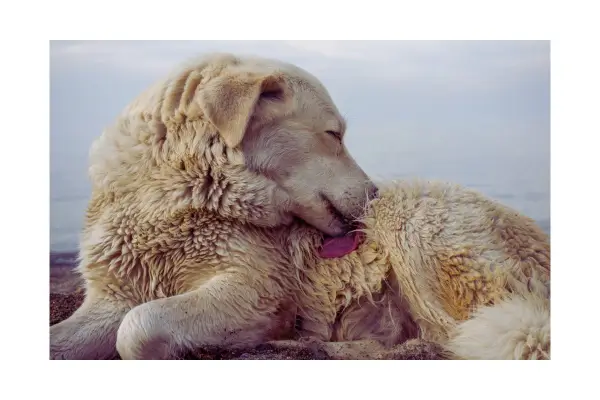 cachorro com pulgas