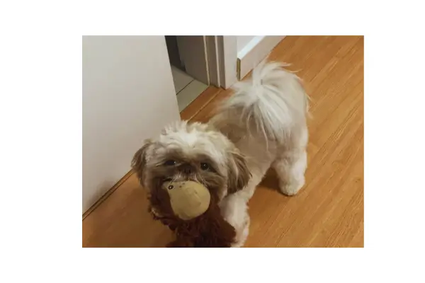 Cachorro sem coleira 