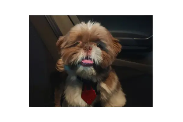 Cachorro sem coleira