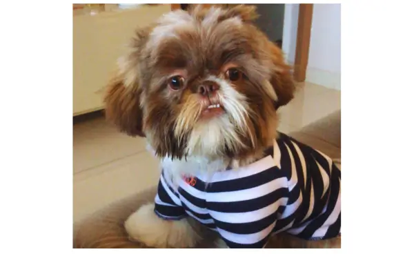 Cachorro sem coleira 