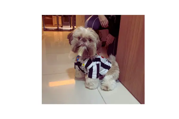 Cachorro sem coleira