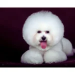 Cão idoso Bichon Frisé