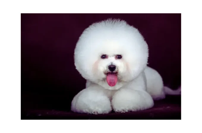 Cão idoso Bichon Frisé