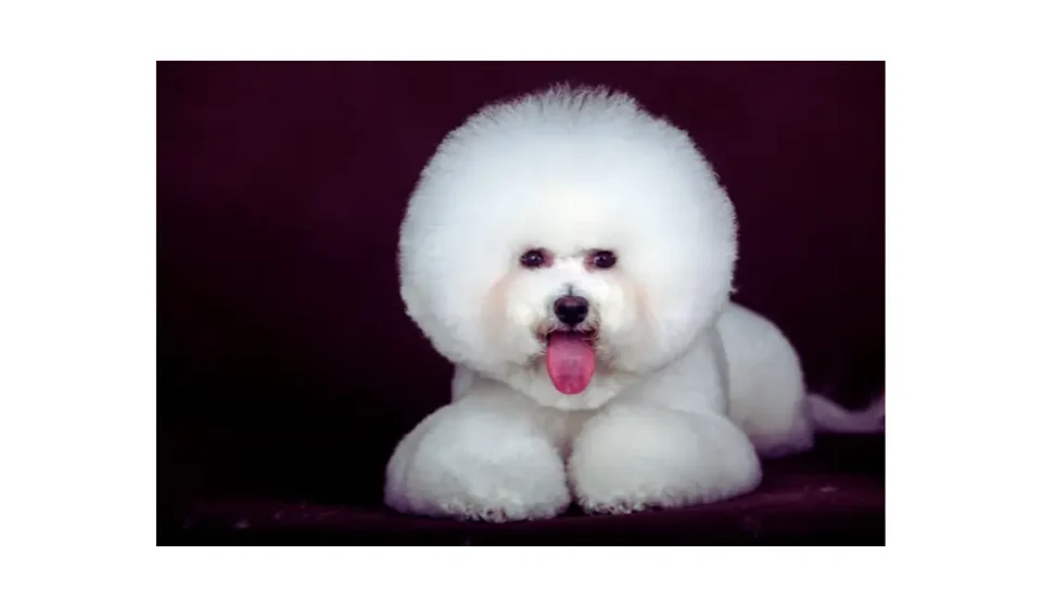 Cão idoso Bichon Frisé