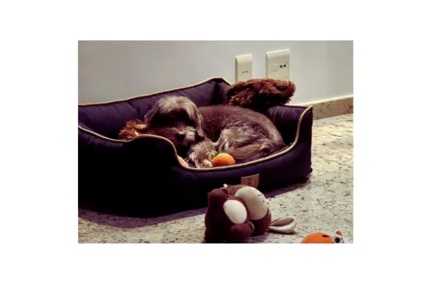 Cão idoso e ainda se diverte