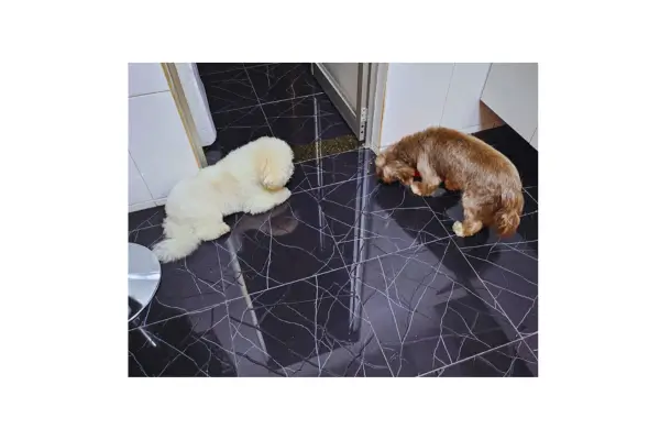 Cão idoso e seu primo