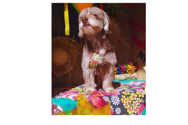 Cão idoso