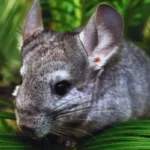 Close de chincila mostrando pelagem densa e macia, animal de estimação exótico e dócil