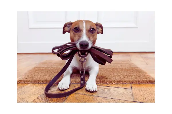 Coleira para cachorro