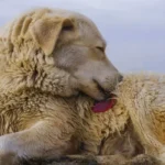 Pulgas - Coleira para cachorros