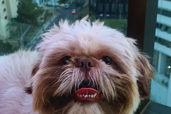Coleira para cães - a história do Theo