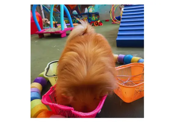 Diversão garantida para o seu Pet