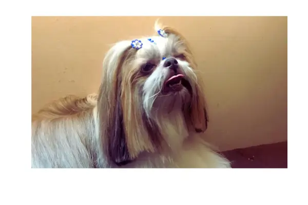Dermatite em cachorros